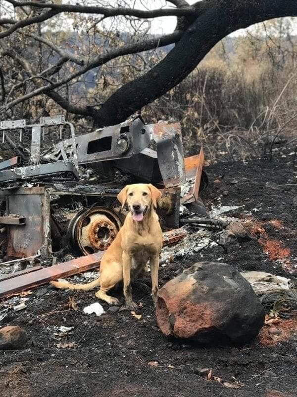 Amelia Earheart Looked for Lost People in a California Wildfire