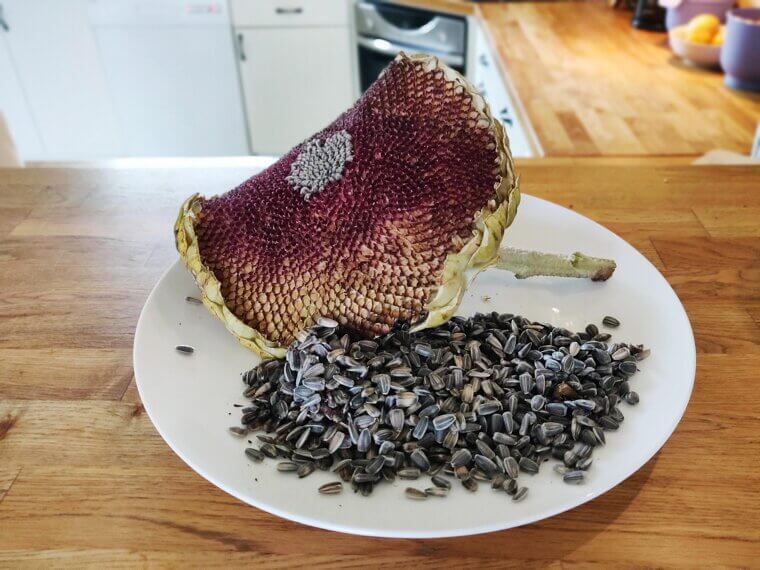 Sunflower Seeds