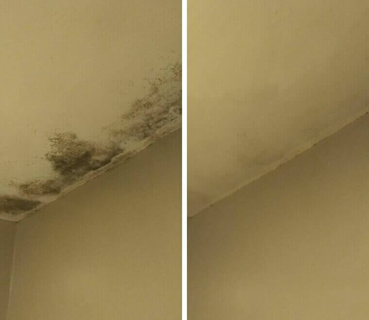 Tackle a Moldy Attic by Spraying White Vinegar