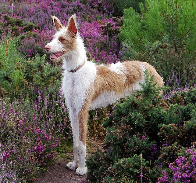 Perro de Caza Ibicenco