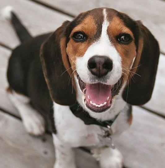 Beagle
