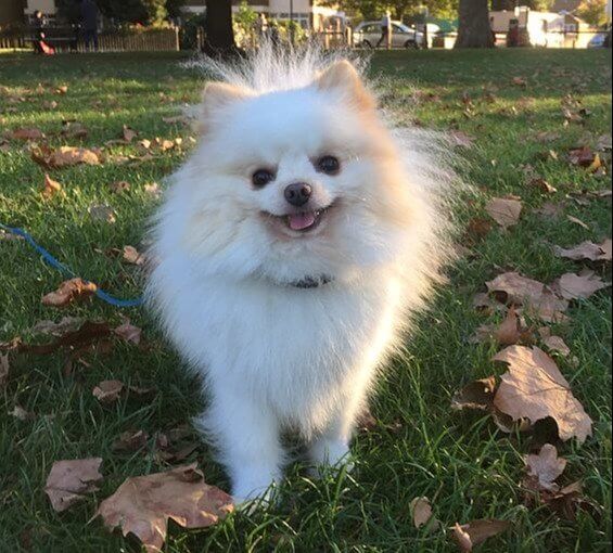 Pomerania