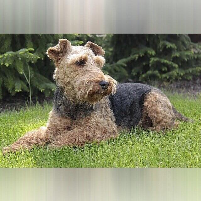 Terrier Galés