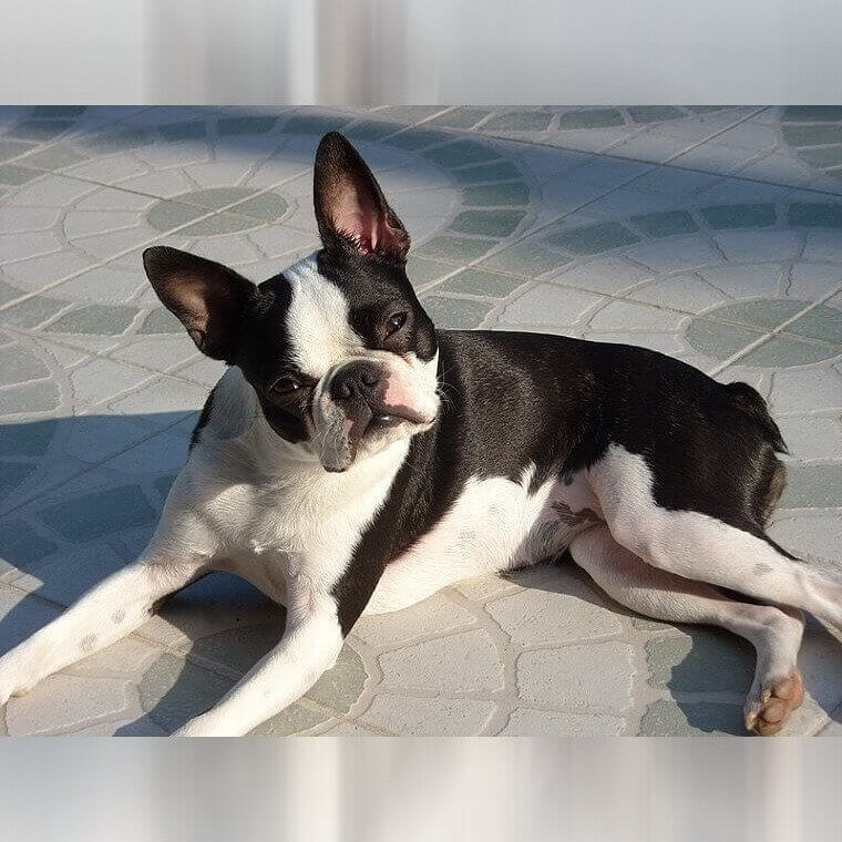 Boston Terrier
