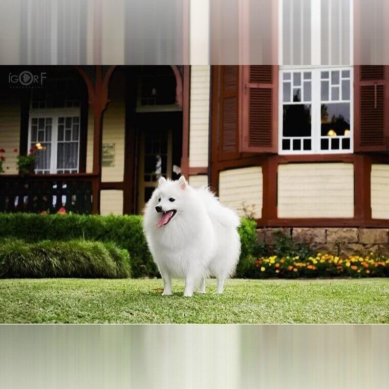 Spitz Japonés