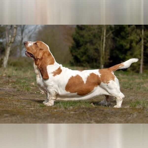 Basset Hound