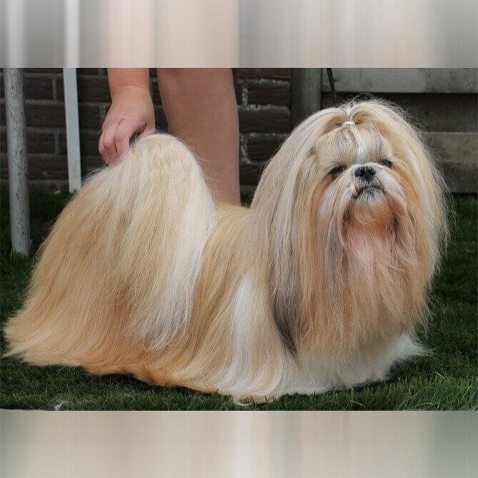 Shih Tzu