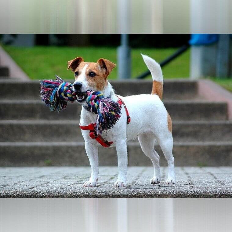 Jack Russell Terrier