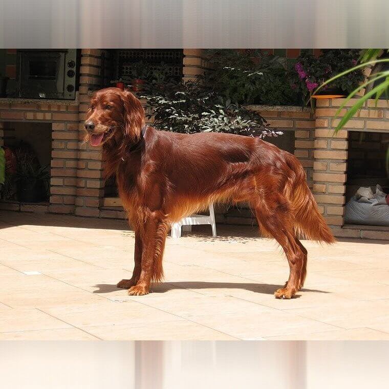 Setter Irlandés