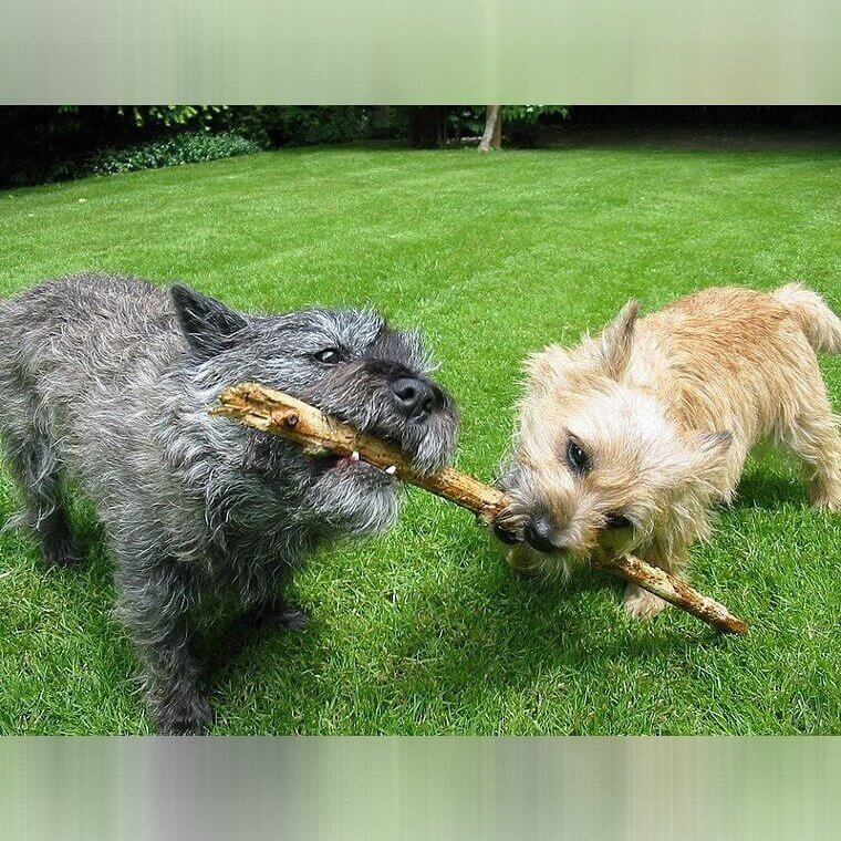 Cairn Terrier