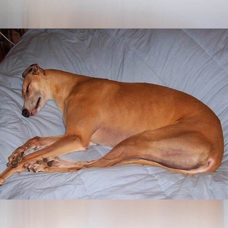 Galgos