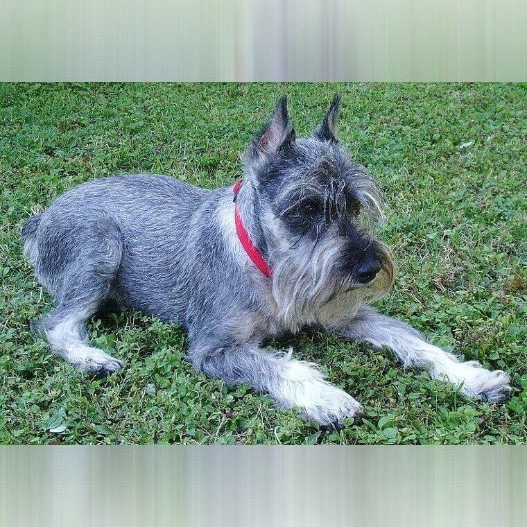 Schnauzer Miniatura