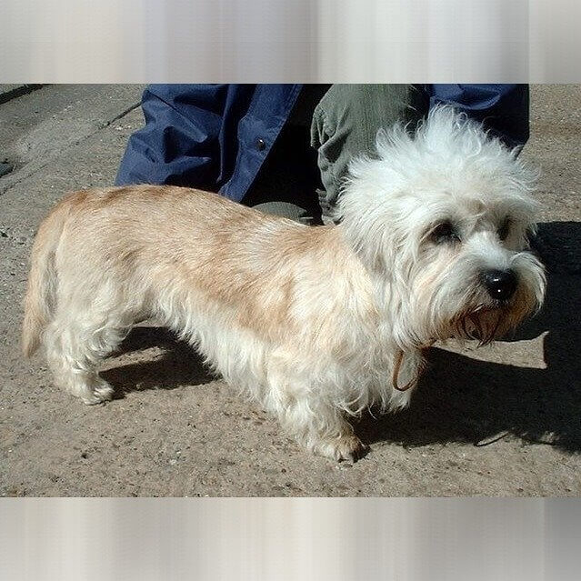 Terrier Dandie Dinmont