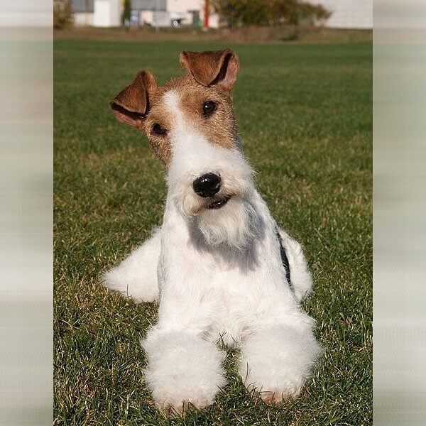 Fox Terrier De Pelo De Alambre