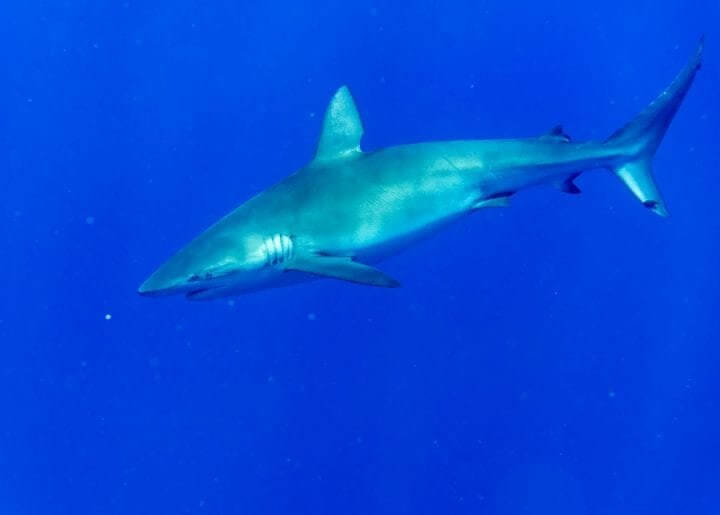 Tubarões nadando para águas mais profundas provavelmente significa que um furacão está chegando