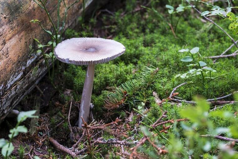 Se você encontrar um cogumelo crescendo perto de uma árvore, não o coma