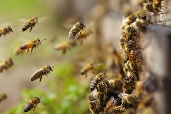 Se você for picado por uma abelha perto de uma colmeia, corra para um abrigo