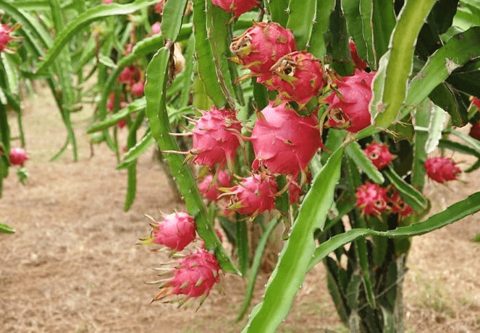 Dragon Fruit Looks Like It Could Attack You