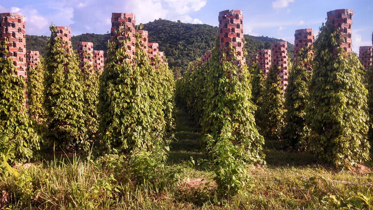 Black Pepper Looks Less Intimidating In This State