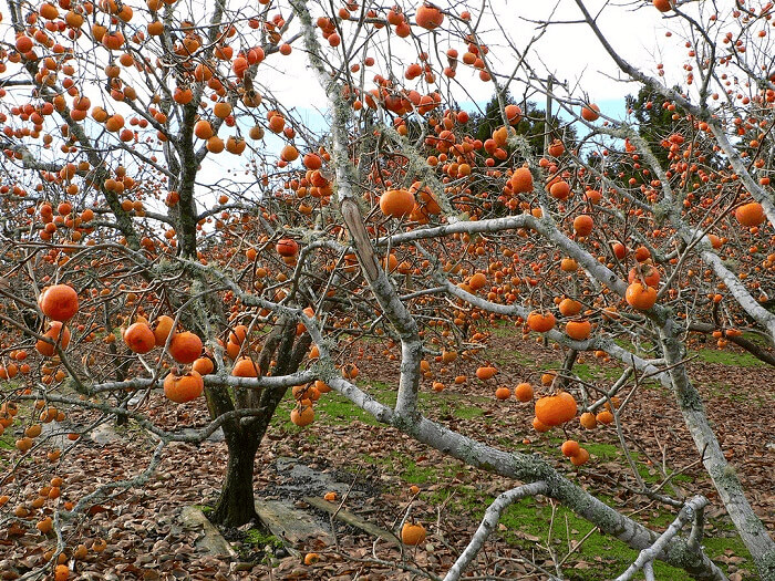 They Might Look Like Tomatoes, But Persimmon Grow On Trees