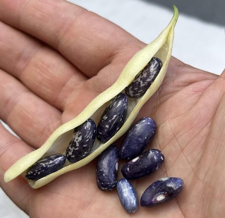 Like Two Kidney Beans In A Pod