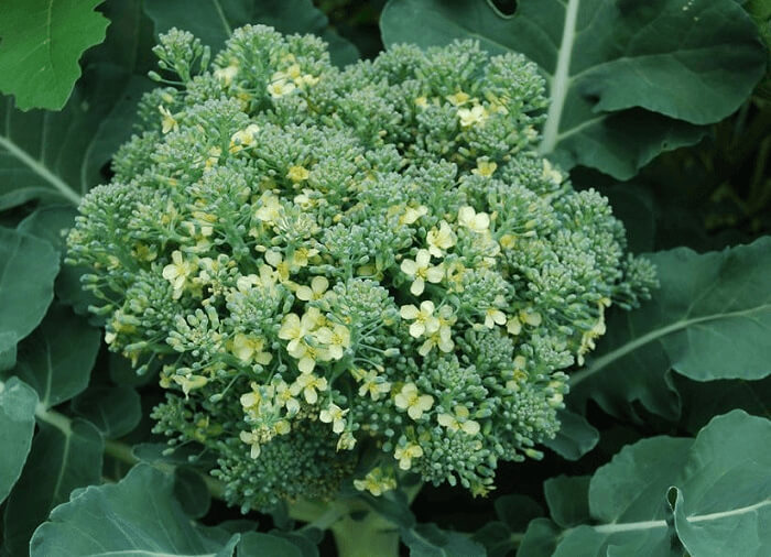Broccoli Could Make A Nice Wedding Bouquet