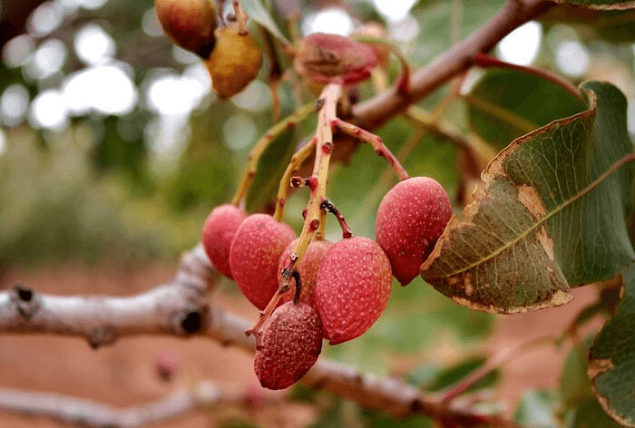 Pistachios Look More Like Mangos