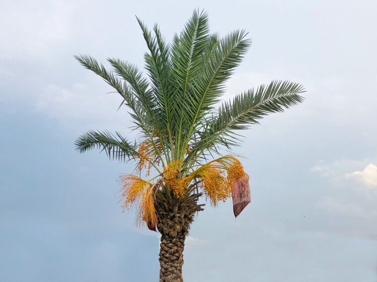 Dates Grow On 75 Foot Palm Trees