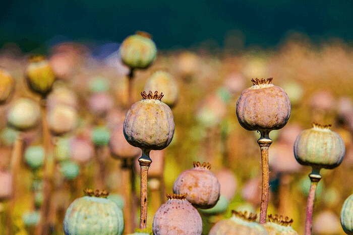 We Always Thought Poppy Seeds Came From Fields Of Bright Red Flowers
