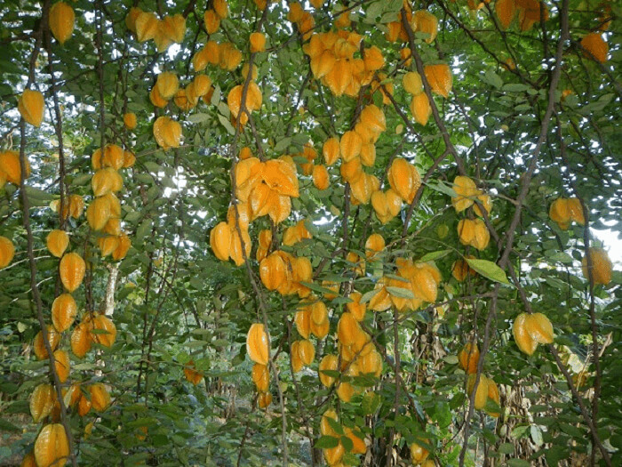 Star Fruit Can Be Grown In A Pot