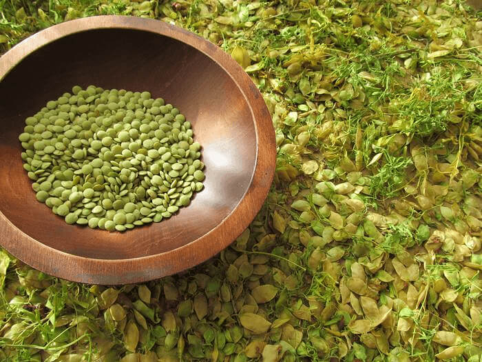 Lentils Look More Like Grass With Pods
