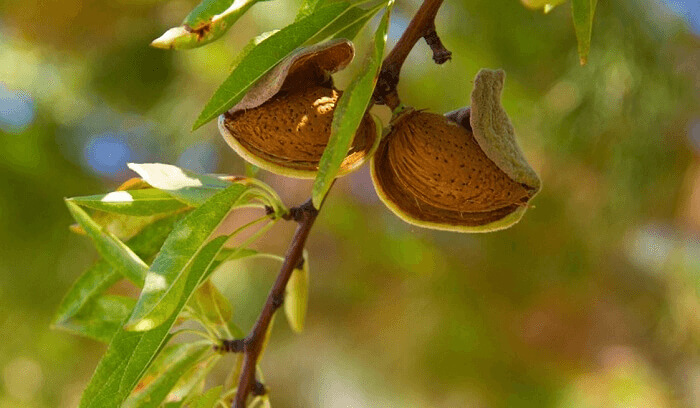 Almonds Grow Out Of Flowering Trees