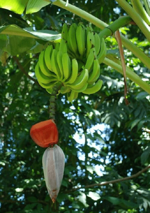 Bananas Don't Actually Grow On Trees