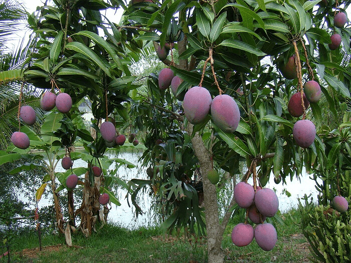 Mangos Start Out Purple Before They Turn Orange