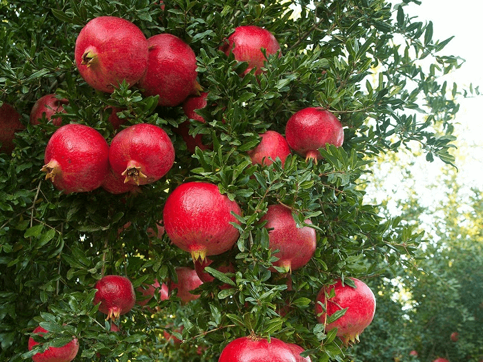 Pomegranate Trees Look Flimsy Before The Fruit Starts Growing