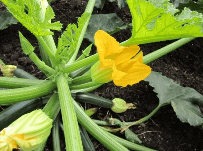 Zucchini Grows With Bright Yellow Flowers