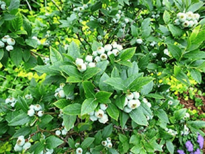 Blueberries Should Be Called Whiteberries