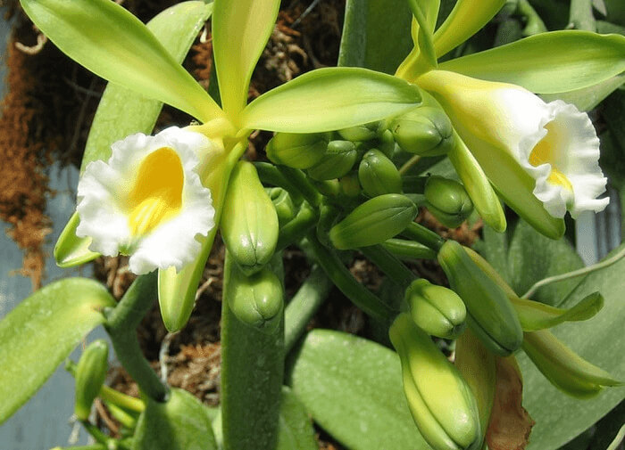 Vanilla Bean Is Produced From Gorgeous White Flowers