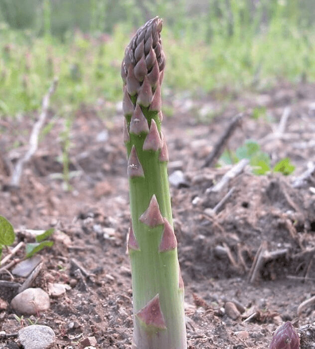 Asparagus Grow In Individual Stalks Like Carrots