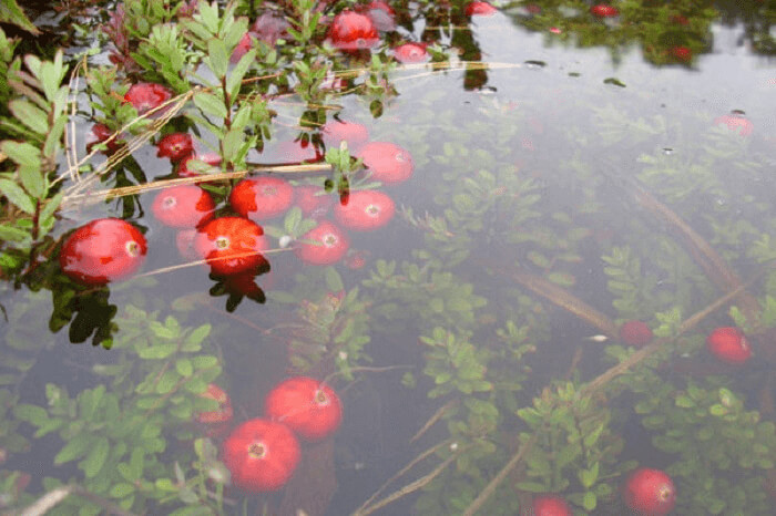 Cranberries Actually Grow Underwater