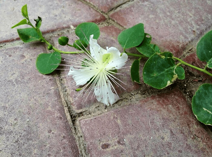 Capers Look So Much Better In Their Natural Form