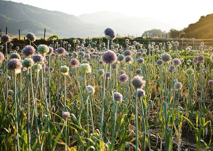 Leeks Look Like The Plants In Dr. Suess Books