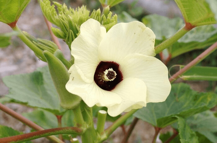 Okra Actually Comes From This Beautiful Flower