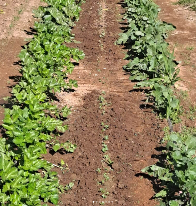 Arugula Looks Like Any Other Leafy Plant