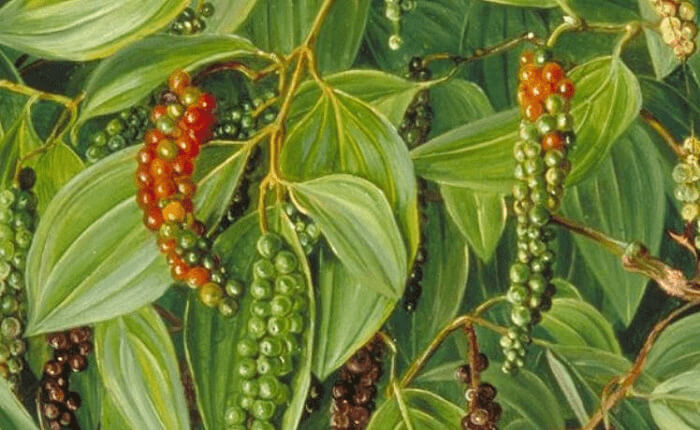 Black Pepper Looks Less Intimidating In This State