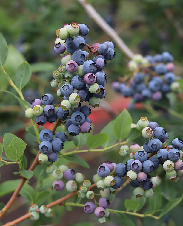 Blueberries Should Be Called Whiteberries