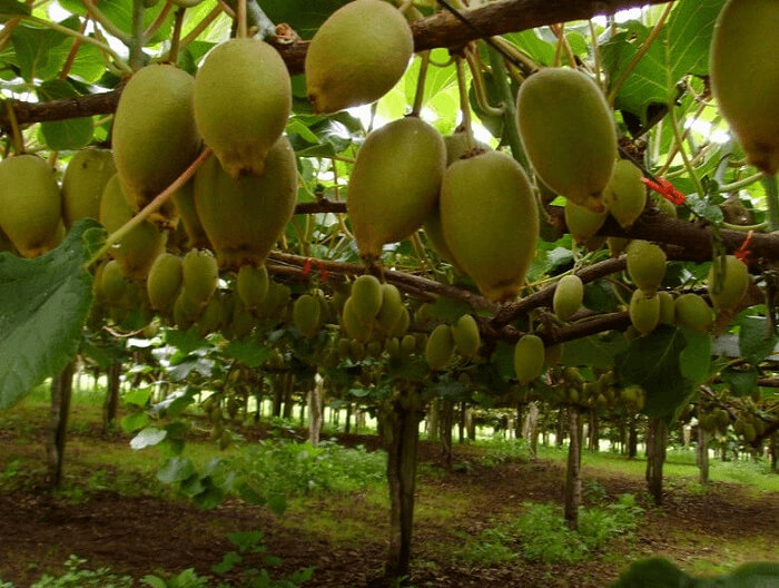 Kiwis Start As Flowers Before They Turn Into Fruit