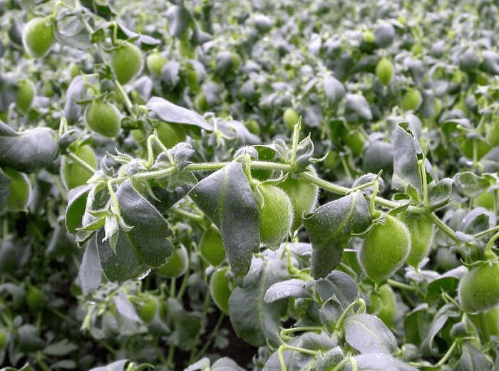 No One Would Ever Guess That These Are Chickpeas