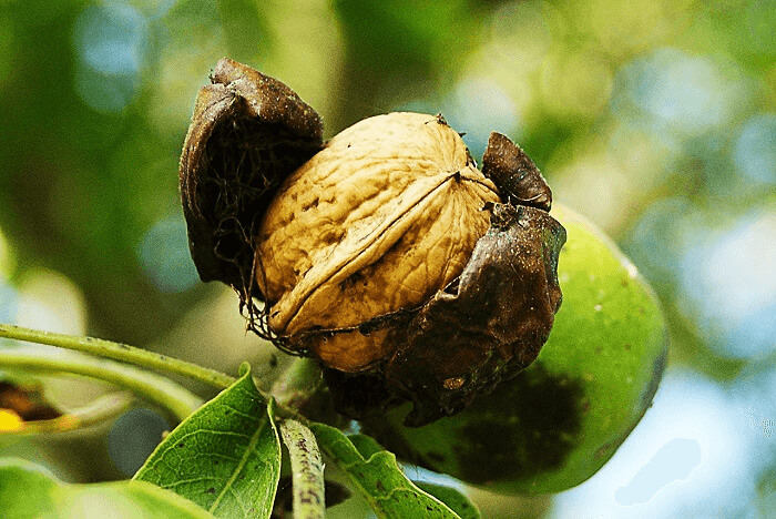 Walnuts Grow With Many Layers Over The Edible Part