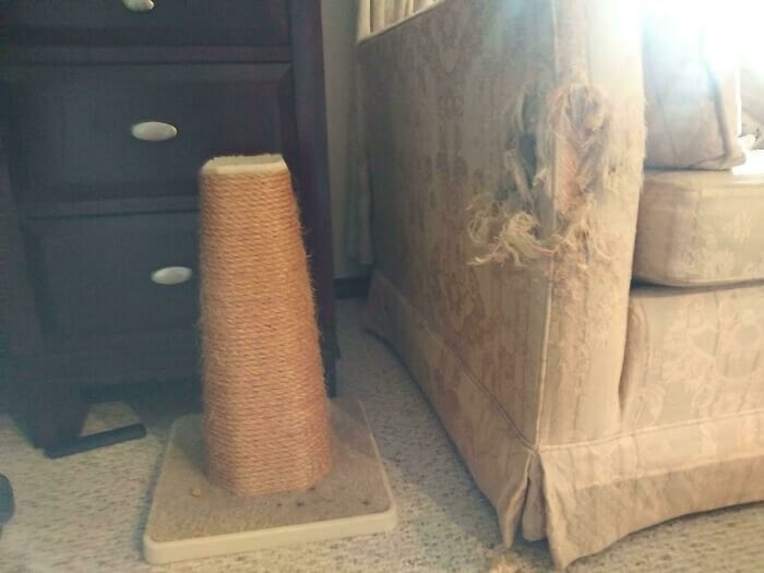 Cat Lovers, You Got It Right!